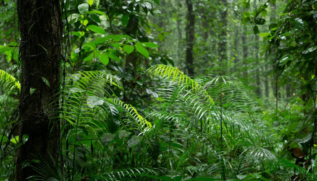 A lush green forest filled with lots of trees