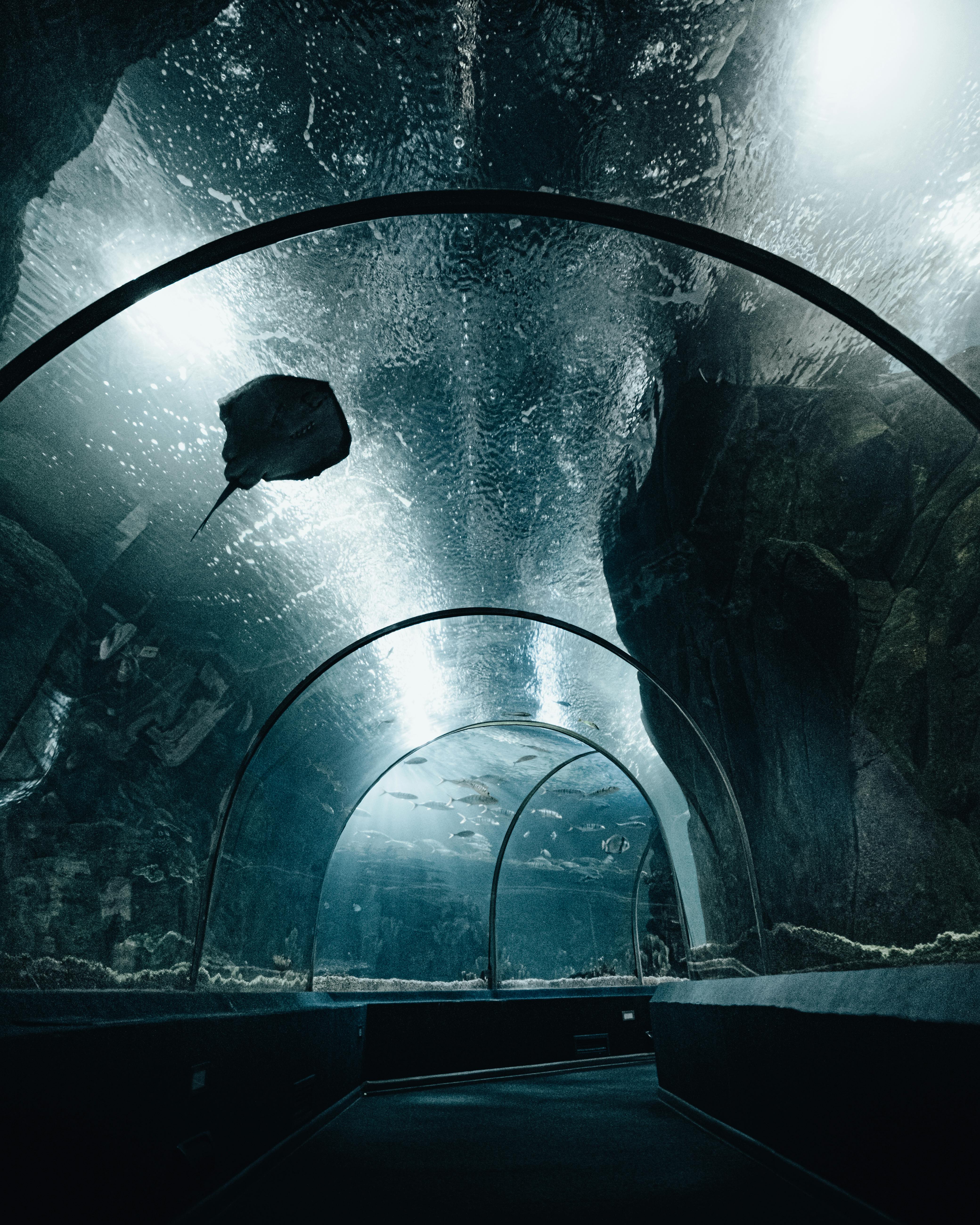 Tunel w oceanarium